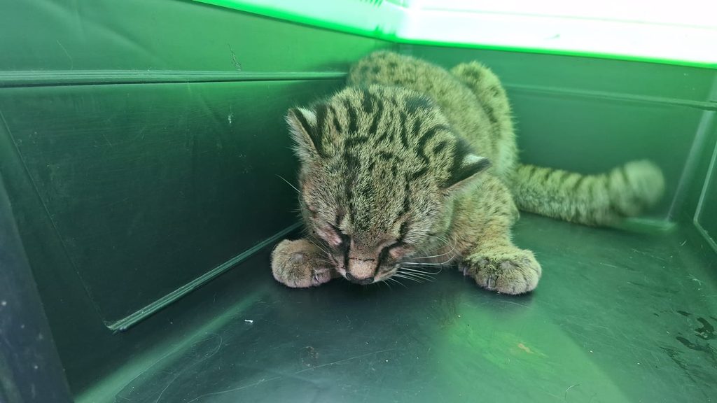 Rescatan a una güiña atropellada en Nueva Etruria y el animal ya se encuentra en recuperación