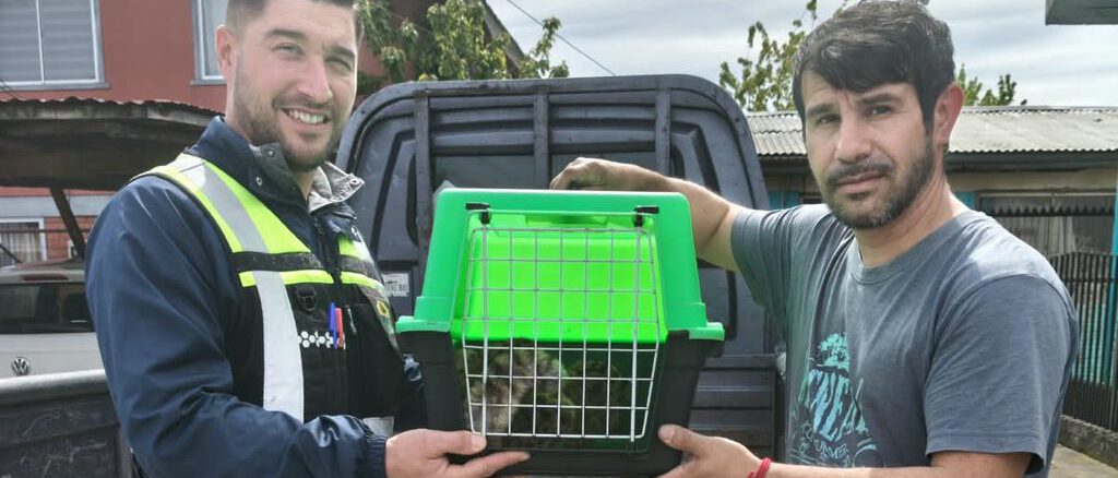 Ejemplar de güiña rescatada tras sufrir un atropello en la zona rural de Nueva Etruria.