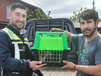 Ejemplar de güiña rescatada tras sufrir un atropello en la zona rural de Nueva Etruria.