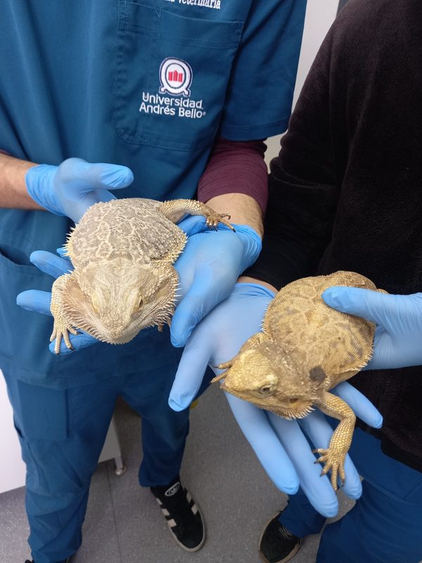 Ejemplares de fauna exotica trasladados por el SAG Biobio a un centro en La Araucania