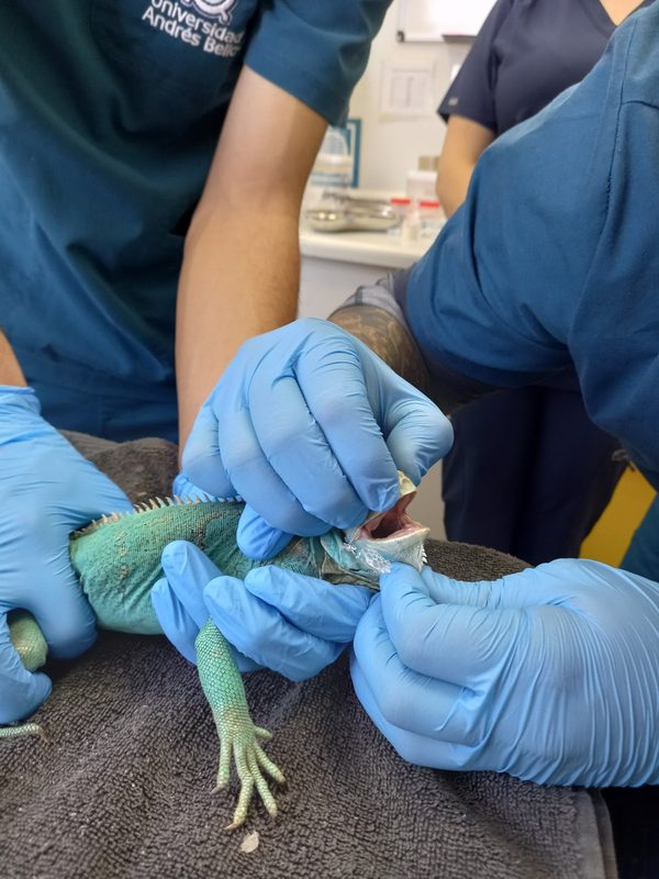 Ejemplares de fauna exotica trasladados por el SAG Biobio a un centro en La Araucania