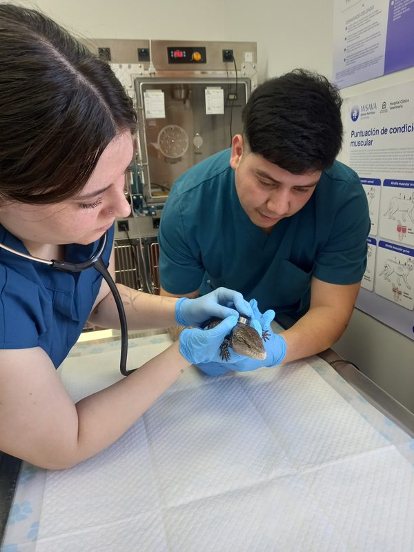 Ejemplares de fauna exotica trasladados por el SAG Biobio a un centro en La Araucania