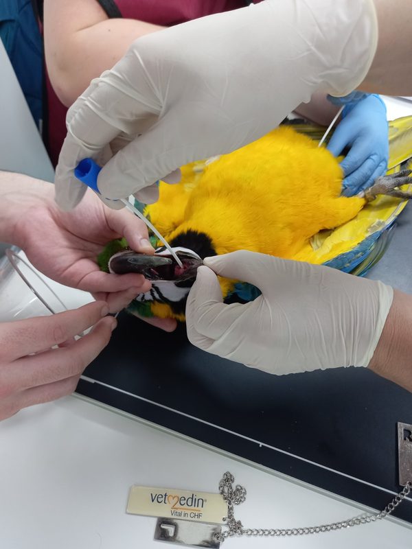 Ejemplares de fauna exotica trasladados por el SAG Biobio a un centro en La Araucania