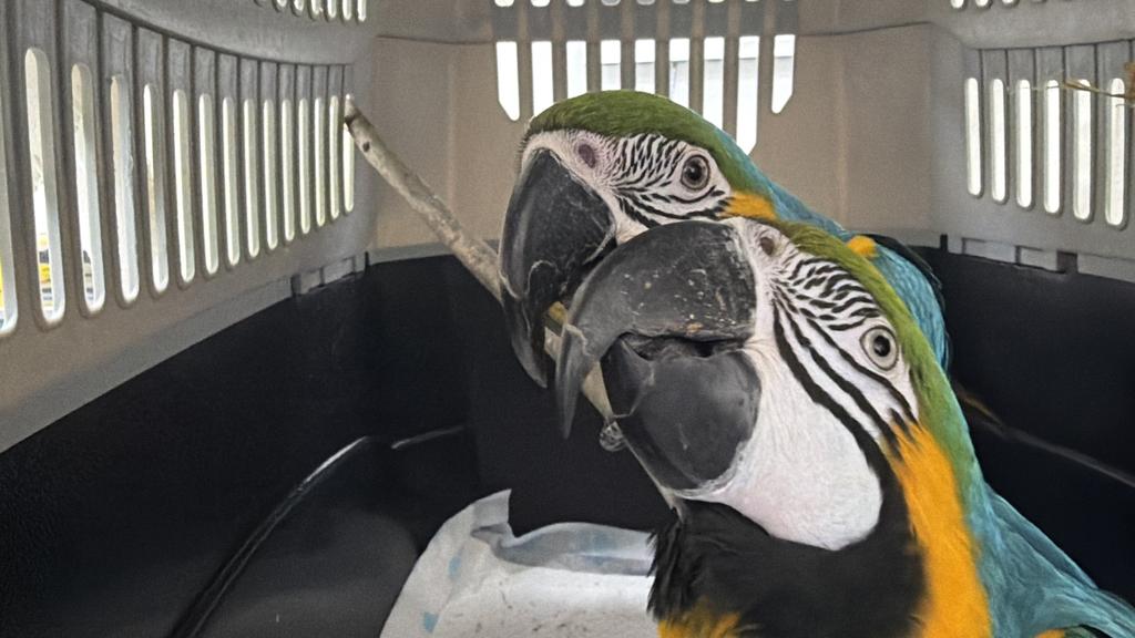 Ejemplares de fauna exotica trasladados por el SAG Biobio a un centro en La Araucania