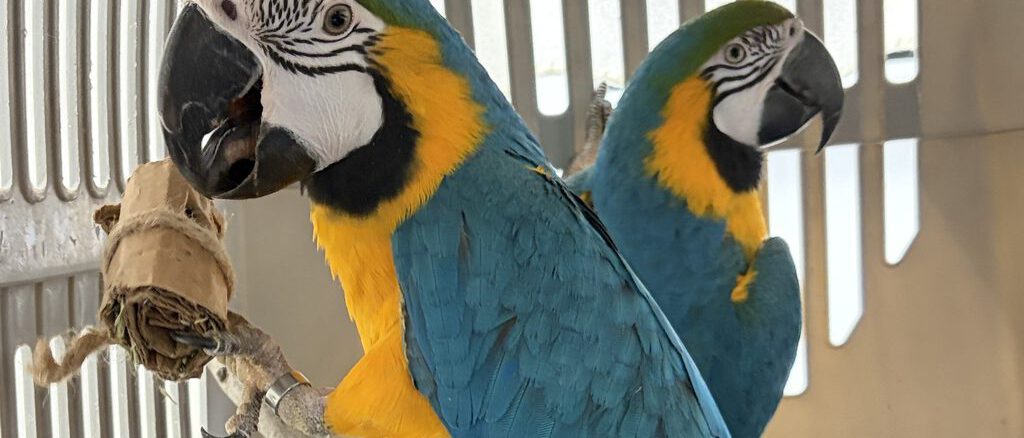 Ejemplares de fauna exotica trasladados por el SAG Biobio a un centro en La Araucania