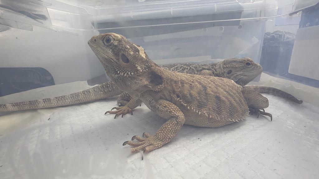 Ejemplares de fauna exotica trasladados por el SAG Biobio a un centro en La Araucania
