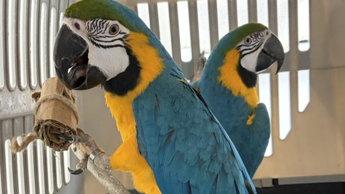 Ejemplares de fauna exotica trasladados por el SAG Biobio a un centro en La Araucania
