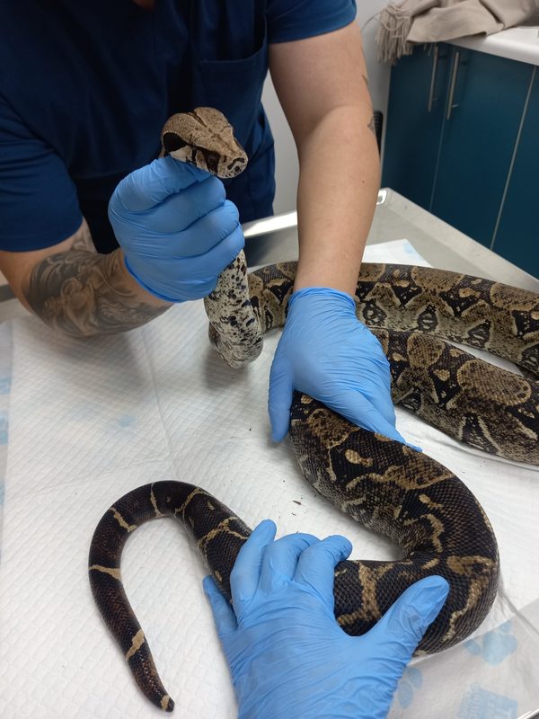 Ejemplares de fauna exotica trasladados por el SAG Biobio a un centro en La Araucania